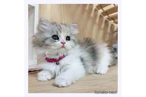 成約済の長野県のミヌエット-67939の3枚目